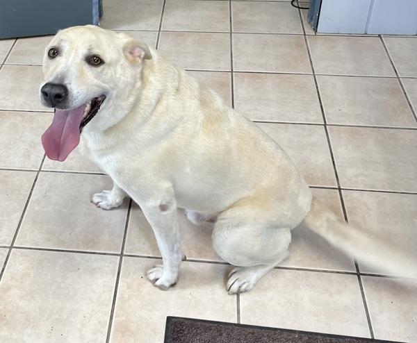 Enlarge Dusty, a Adoptable mixed breed in Williamstown, KY image 1/1