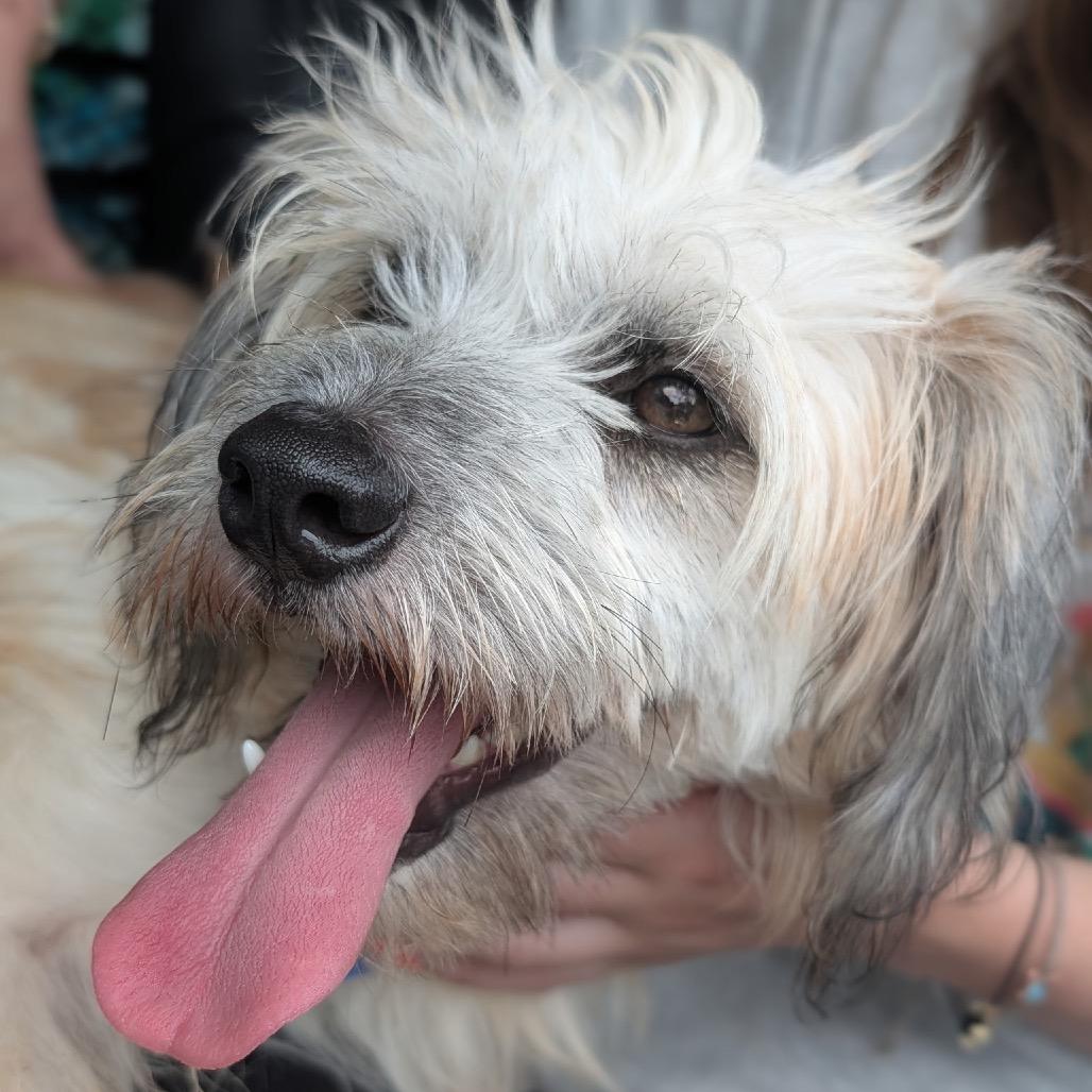 Finley C-34306, Adoptable, Young Male Terrier & Maltese.