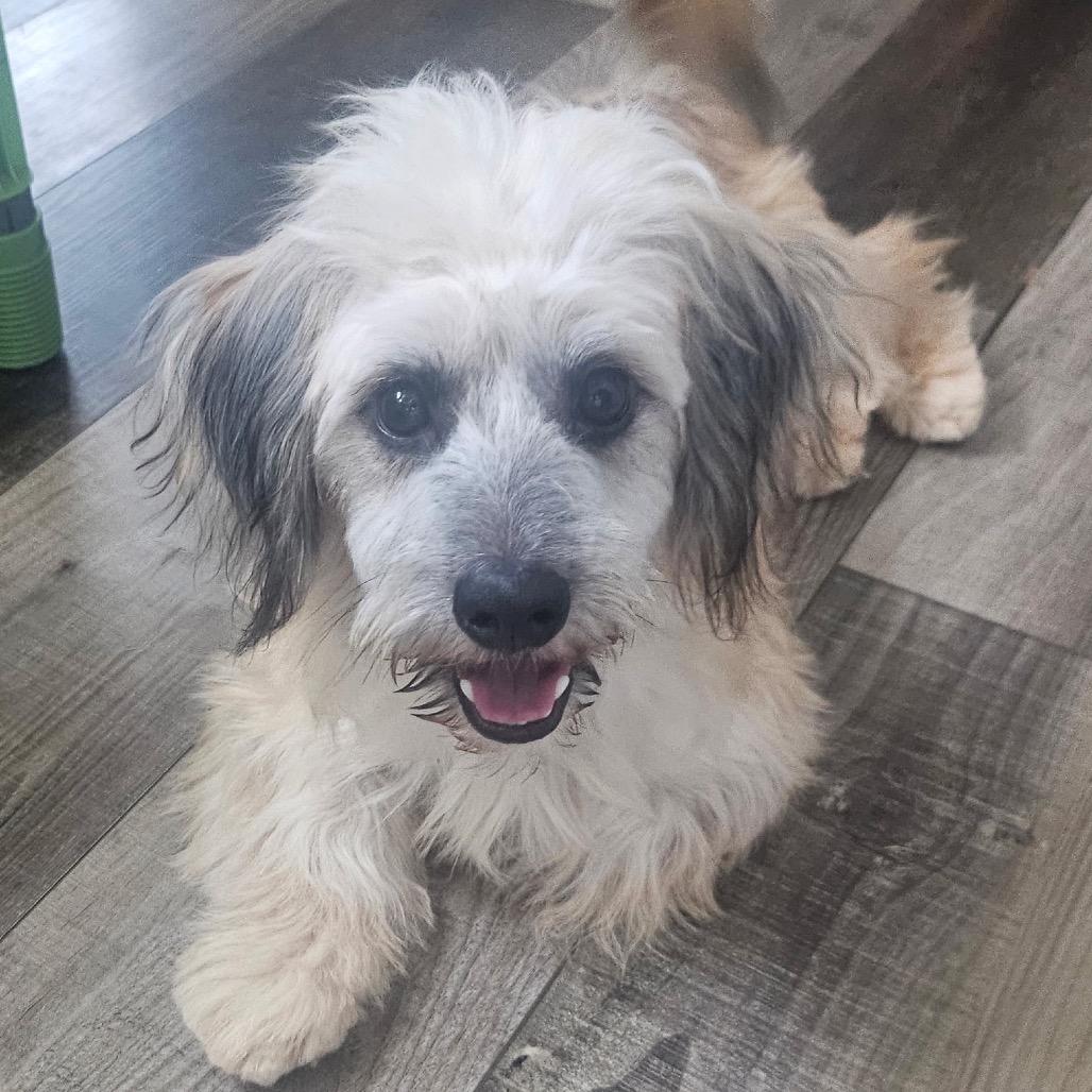 Finley C-34306, a Adoptable mixed breed in Oklahoma City, OK image 2/3