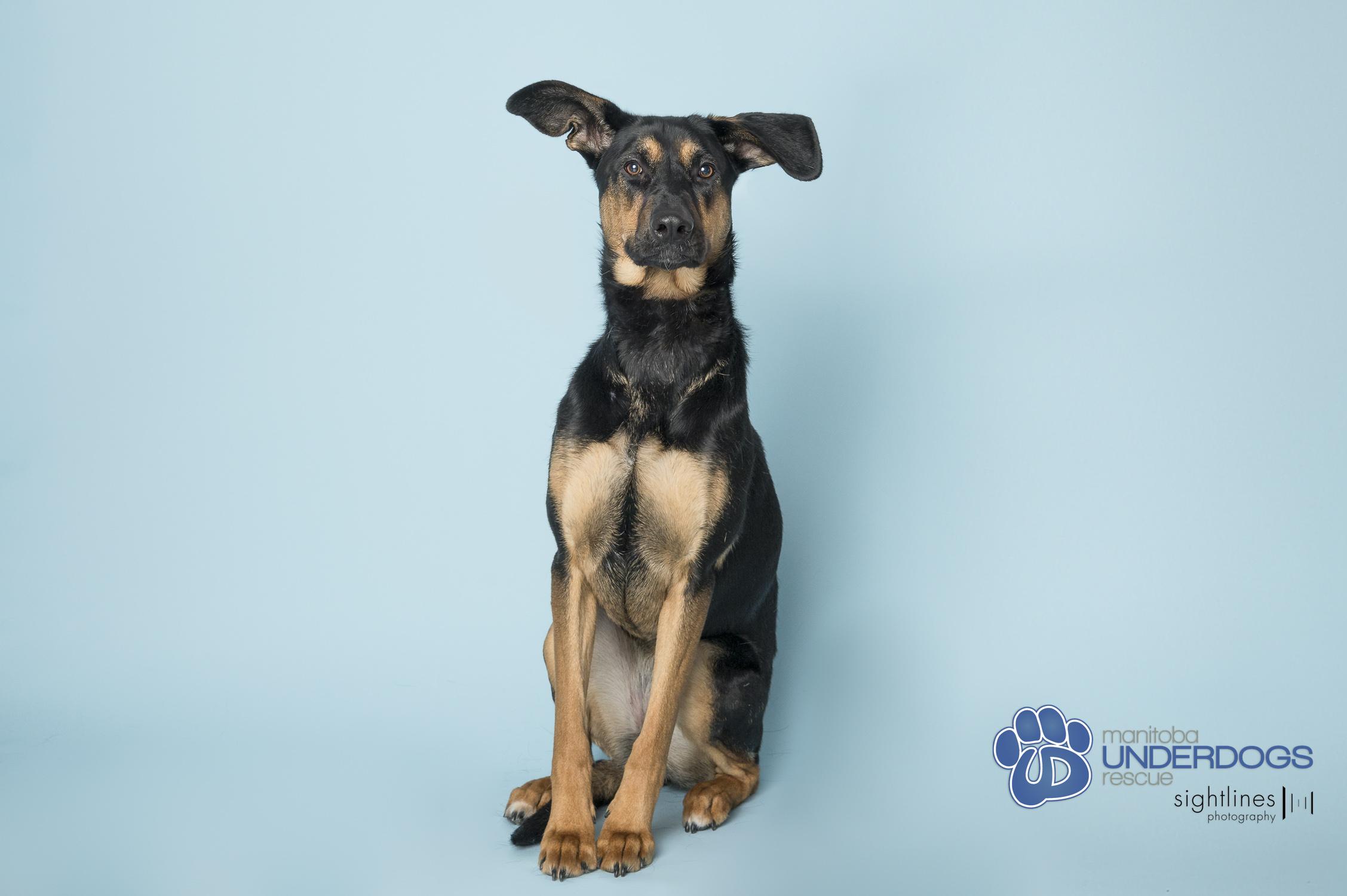 Eclipse, a Adoptable mixed breed in Winnipeg, MB image 1/4