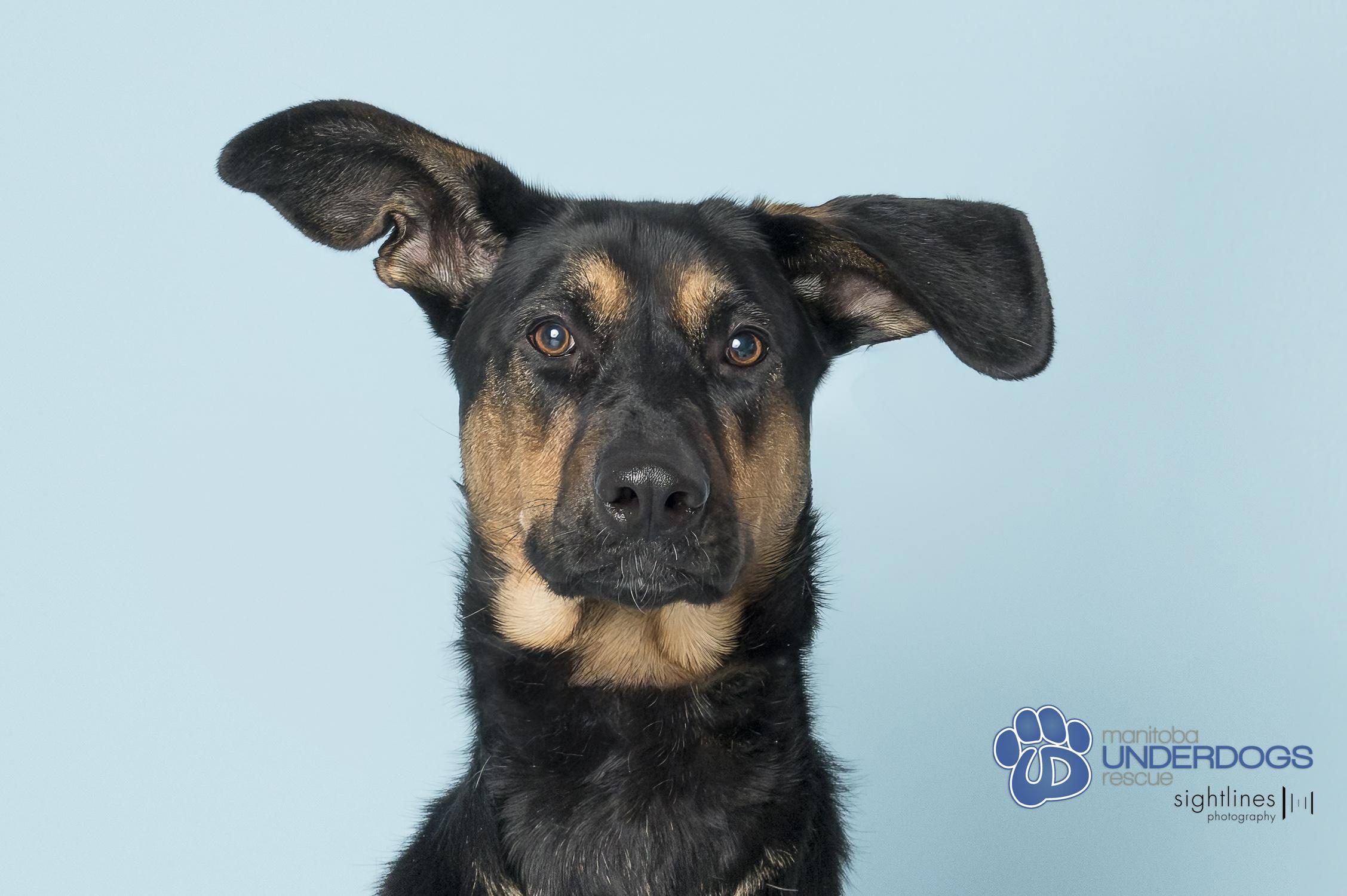 Eclipse, a Adoptable mixed breed in Winnipeg, MB image 2/4