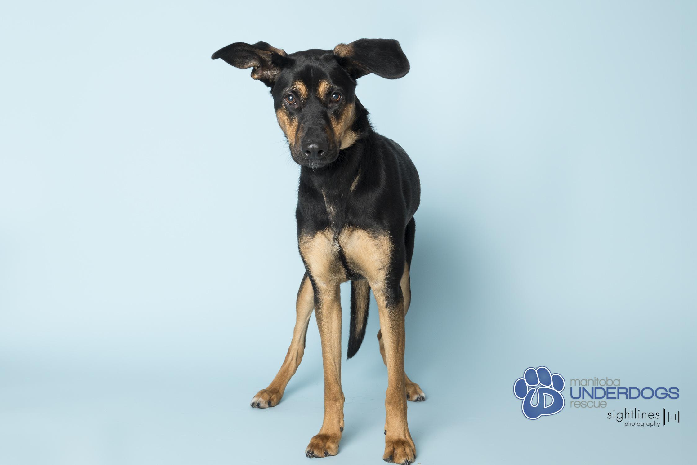 Eclipse, a Adoptable mixed breed in Winnipeg, MB image 3/4