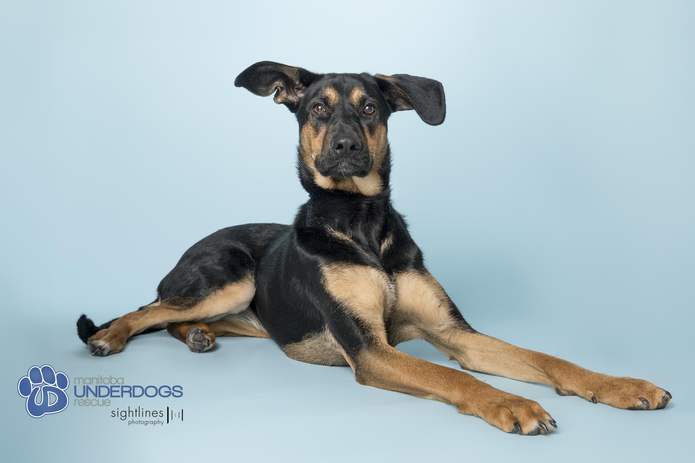 Eclipse, a Adoptable mixed breed in Winnipeg, MB image 4/4
