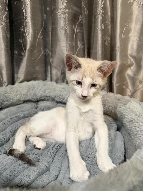 Enlarge Chimmy, a Adoptable Siamese in Sunnyvale, CA image 1/2
