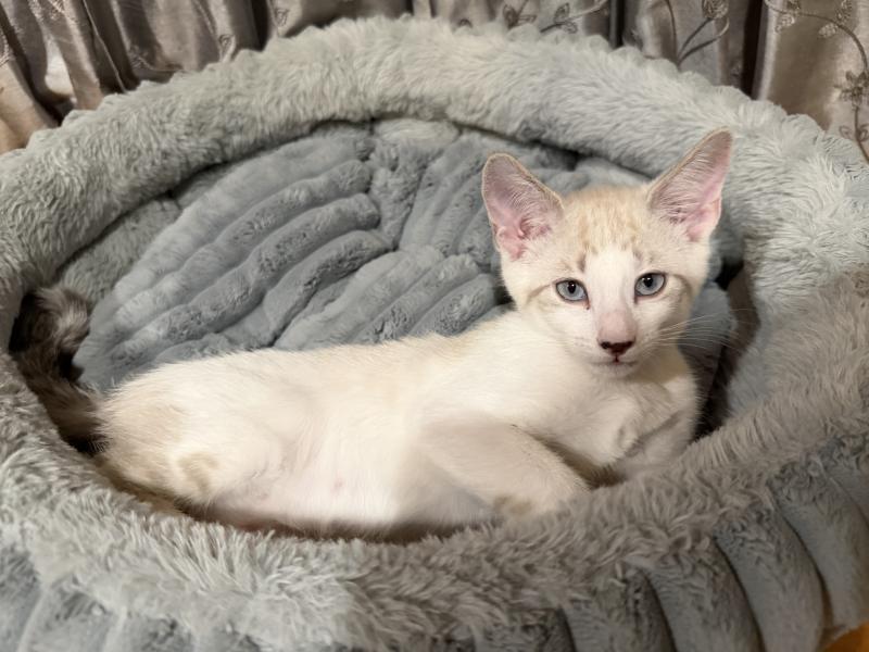 Enlarge Chimmy, a Adoptable Siamese in Sunnyvale, CA image 2/2