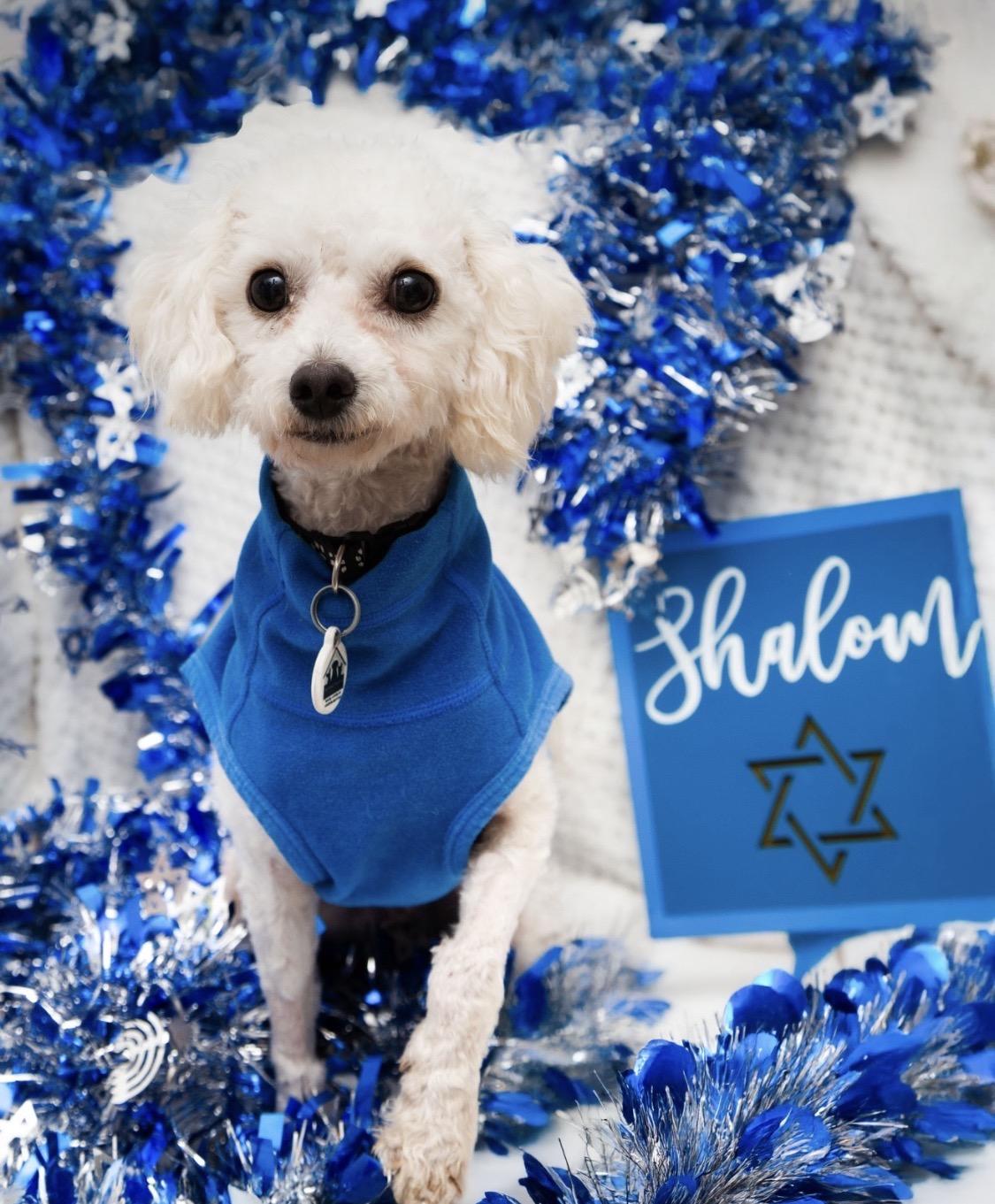 Enlarge Archie , a ADOPTABLE Poodle (Toy) image 1/3