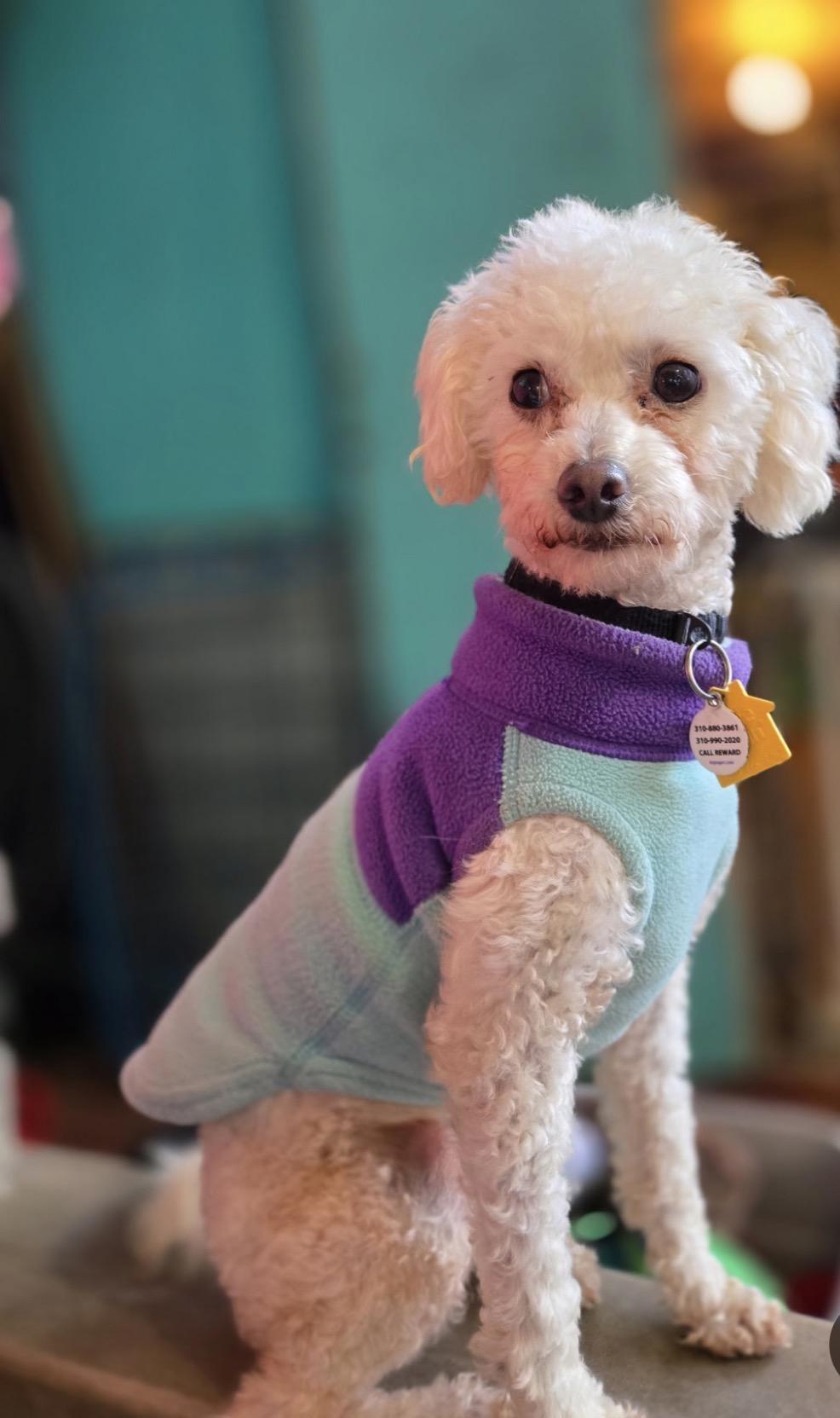 Enlarge Archie , a ADOPTABLE Poodle (Toy) image 2/3