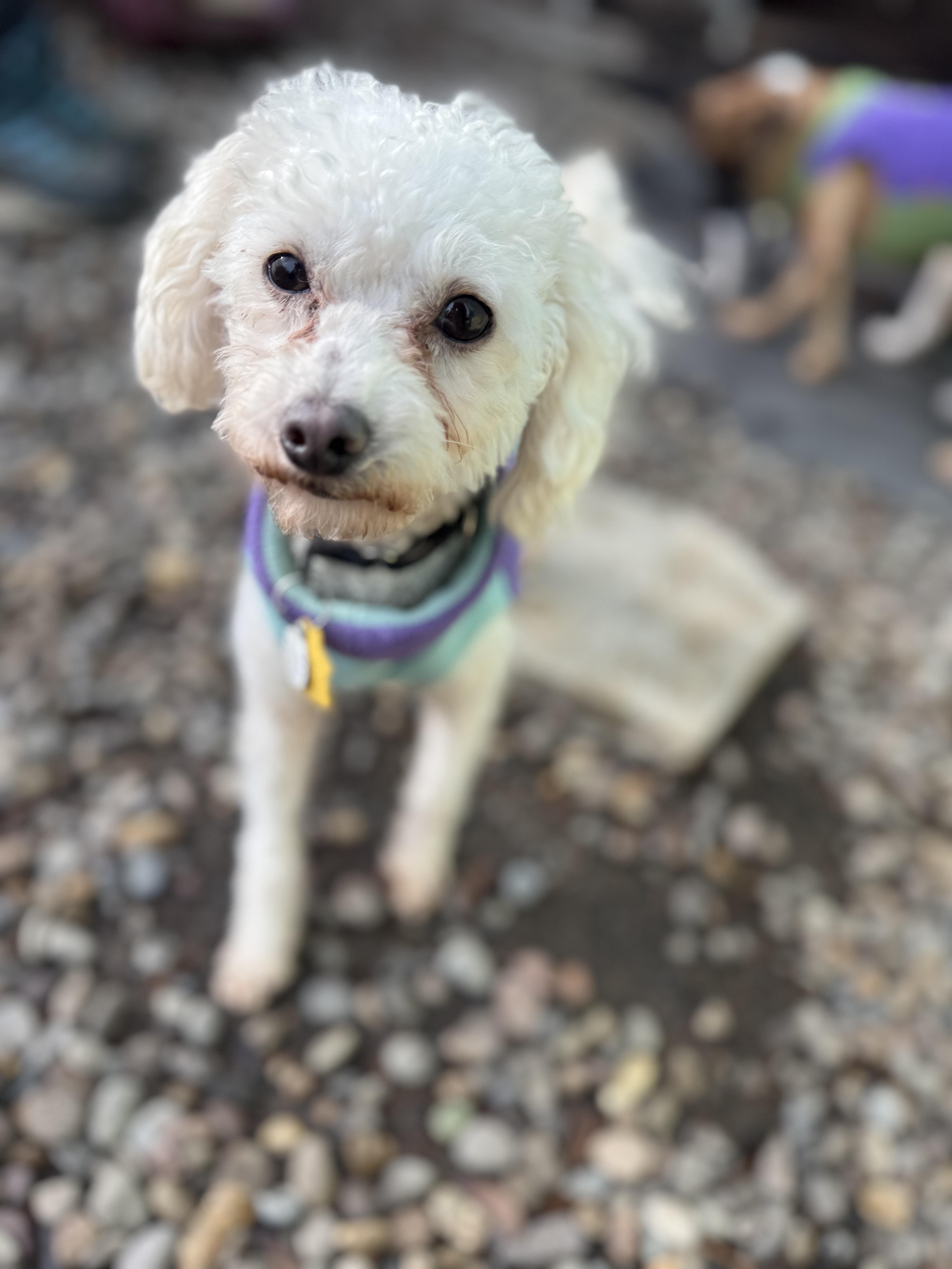 Enlarge Archie , a ADOPTABLE Poodle (Toy) image 3/3