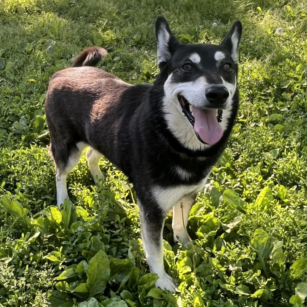 Enlarge Eliza, a ADOPTABLE mixed breed in Kansas City, KS image 2/2