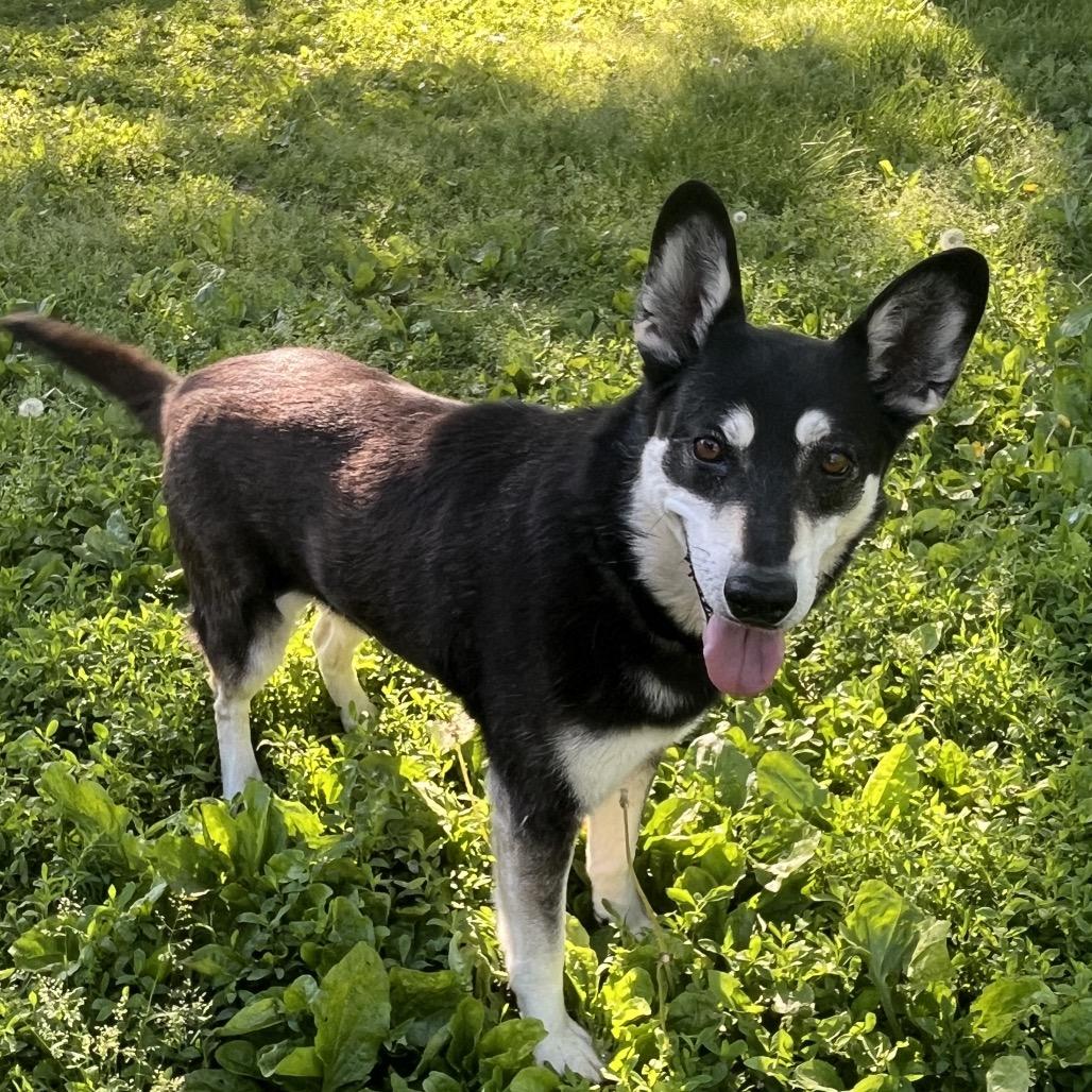 Enlarge Eliza, a ADOPTABLE mixed breed in Kansas City, KS image 1/2