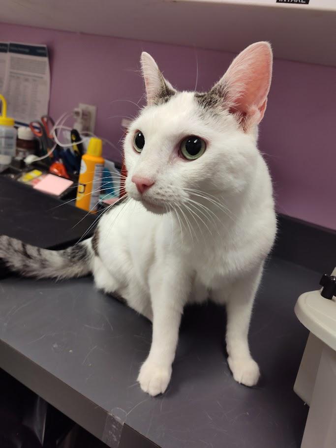 Bella, adopted, Adult Female Domestic Short Hair.