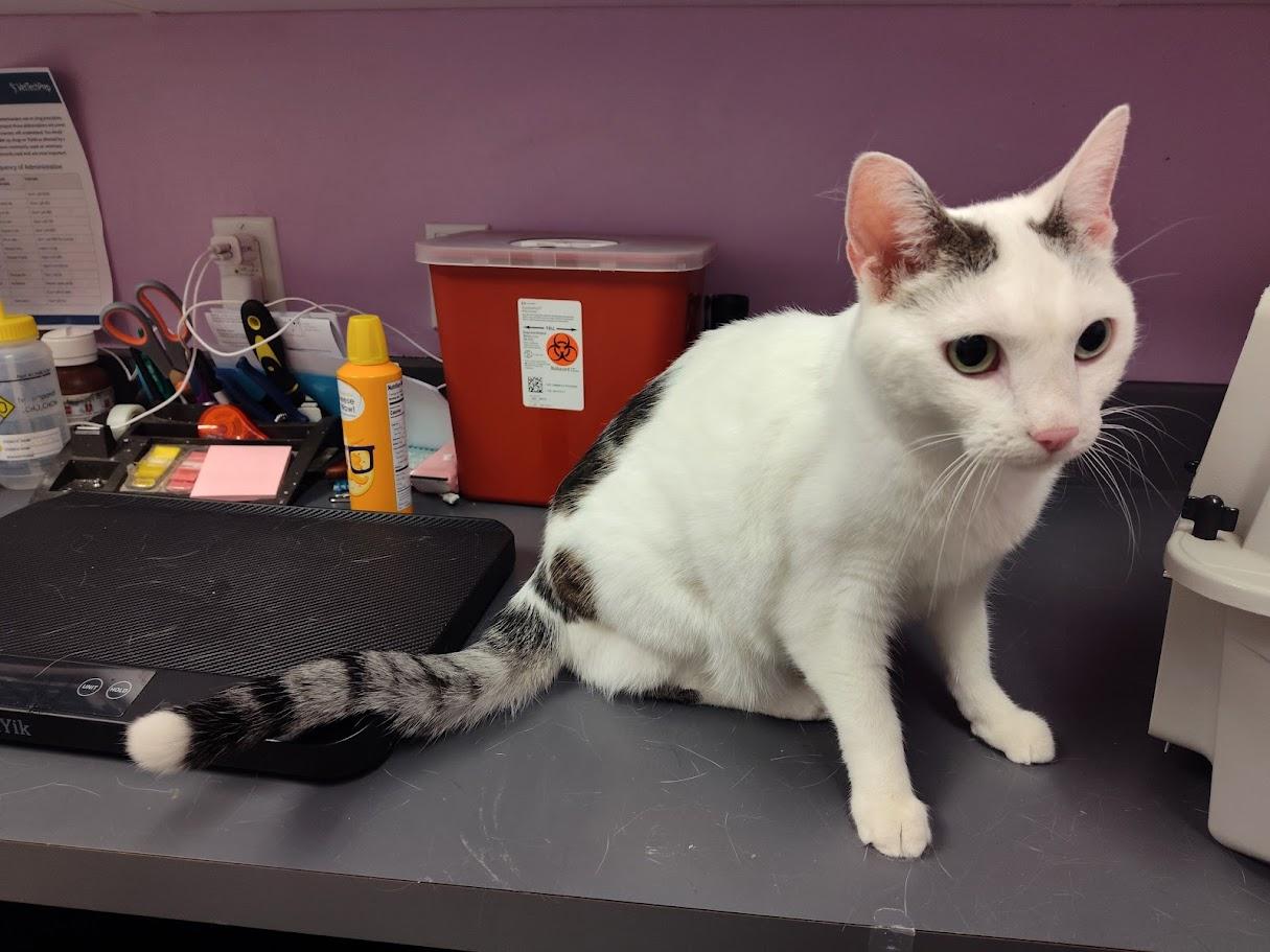 Bella, an adopted Domestic Short Hair in Cedar Rapids, IA image 2/2