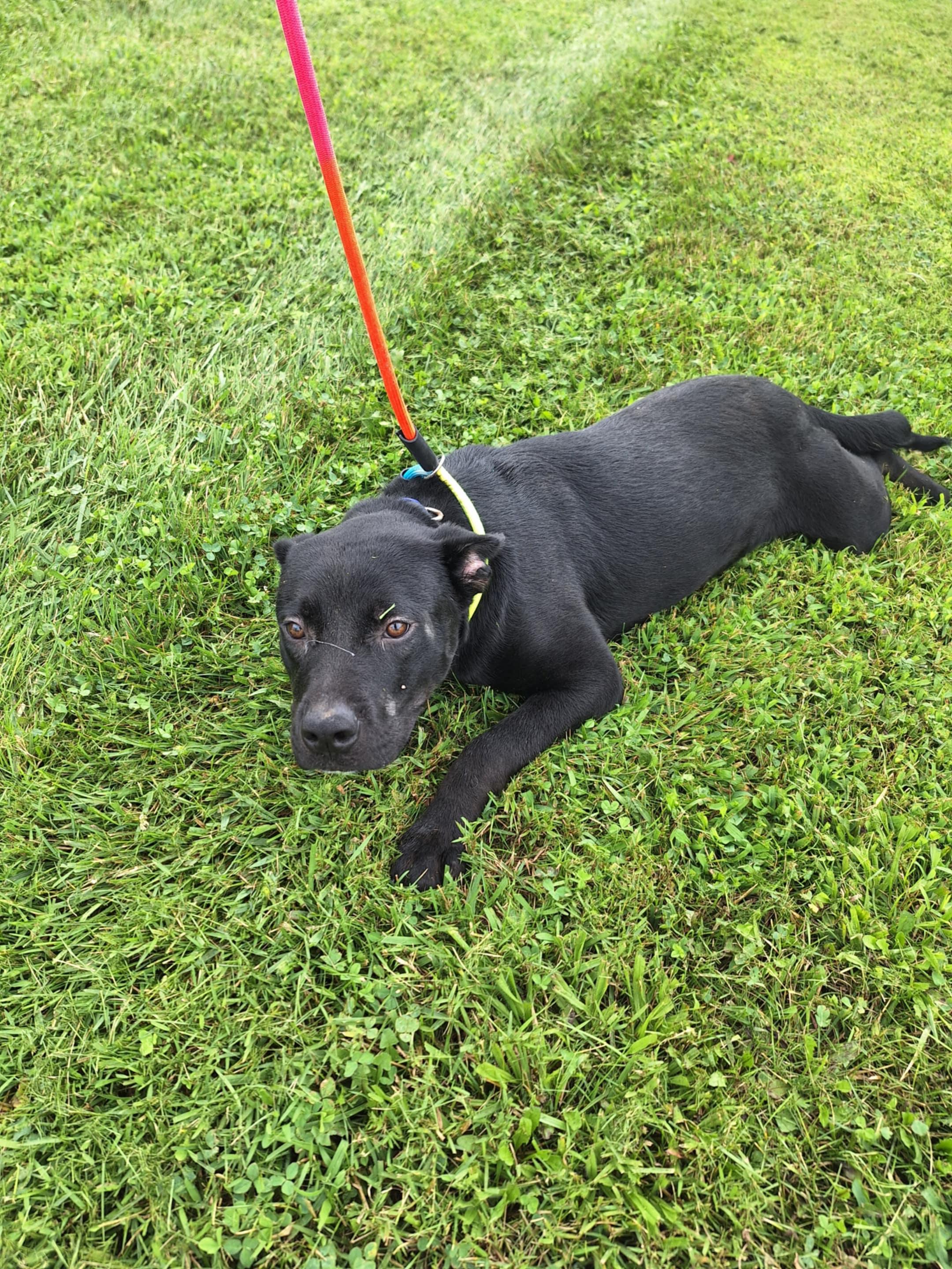 Enlarge Maya, a Adoptable mixed breed in Dublin, VA image 1/1