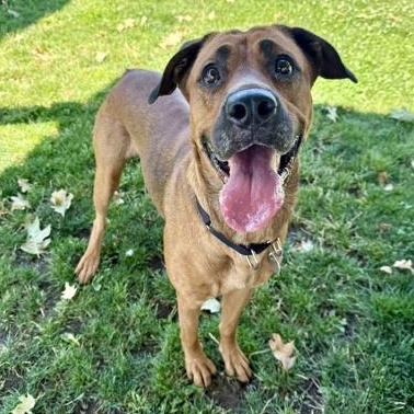 Koko, an adoptable Mixed Breed in Roseburg, OR, 97471 | Photo Image 1