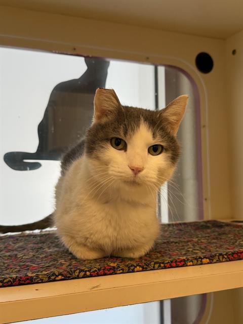 Enlarge G.I. JOE, a Adoptable Domestic Short Hair in Louisville, KY image 1/1