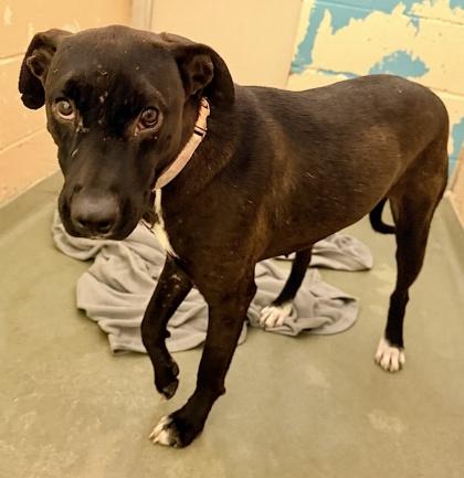 Enlarge Carl, a Adoptable mixed breed in Cincinnati, OH image 1/3