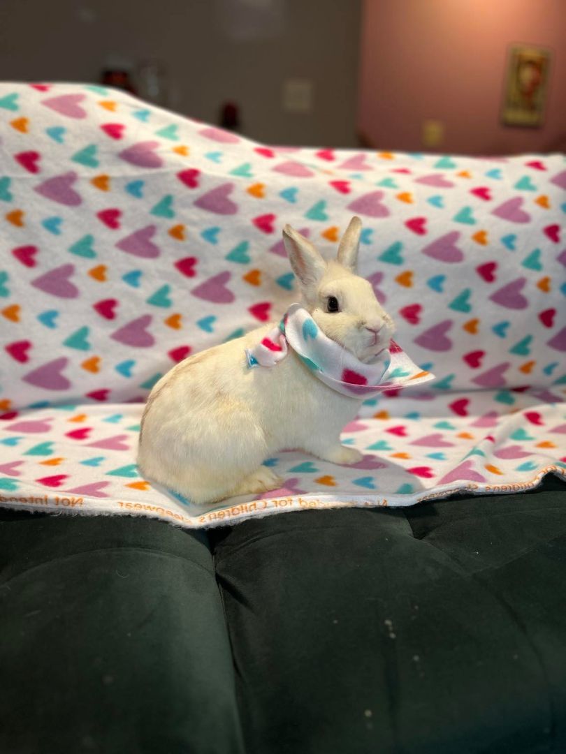 Polaris, Adopted, Young Female Dwarf & Polish.