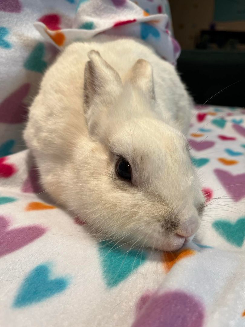 Polaris, a Adopted mixed breed in Wichita, KS image 2/4