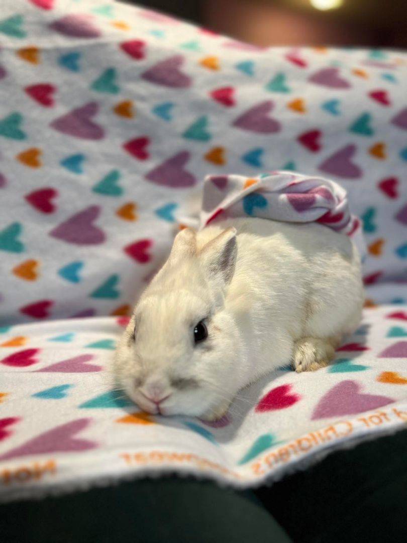 Polaris, a Adopted mixed breed in Wichita, KS image 3/4