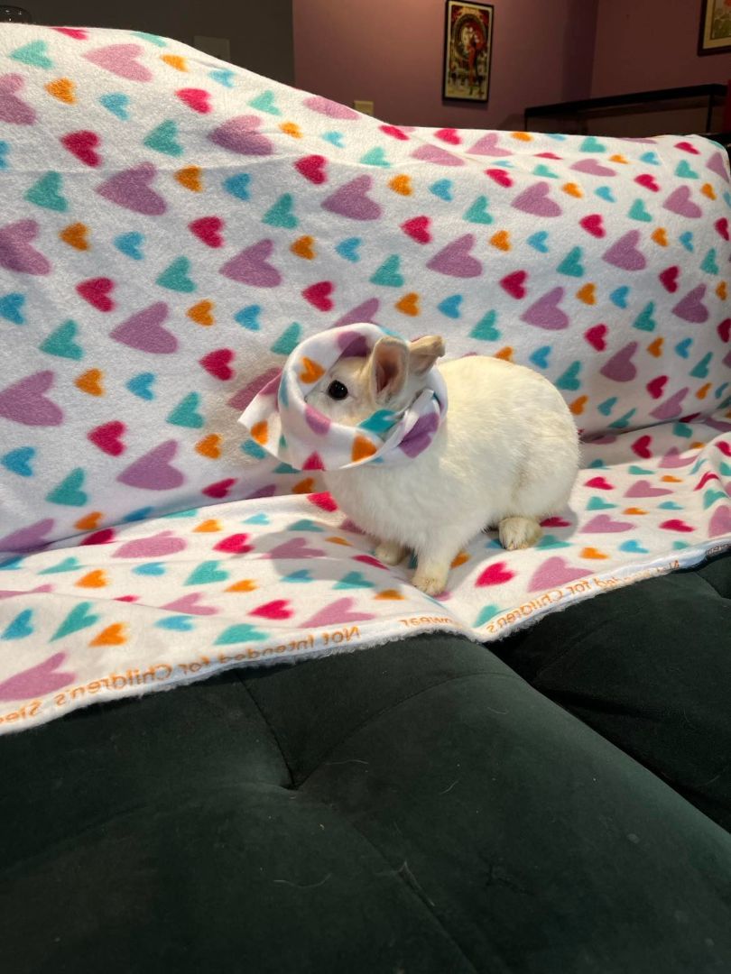 Polaris, a Adopted mixed breed in Wichita, KS image 4/4