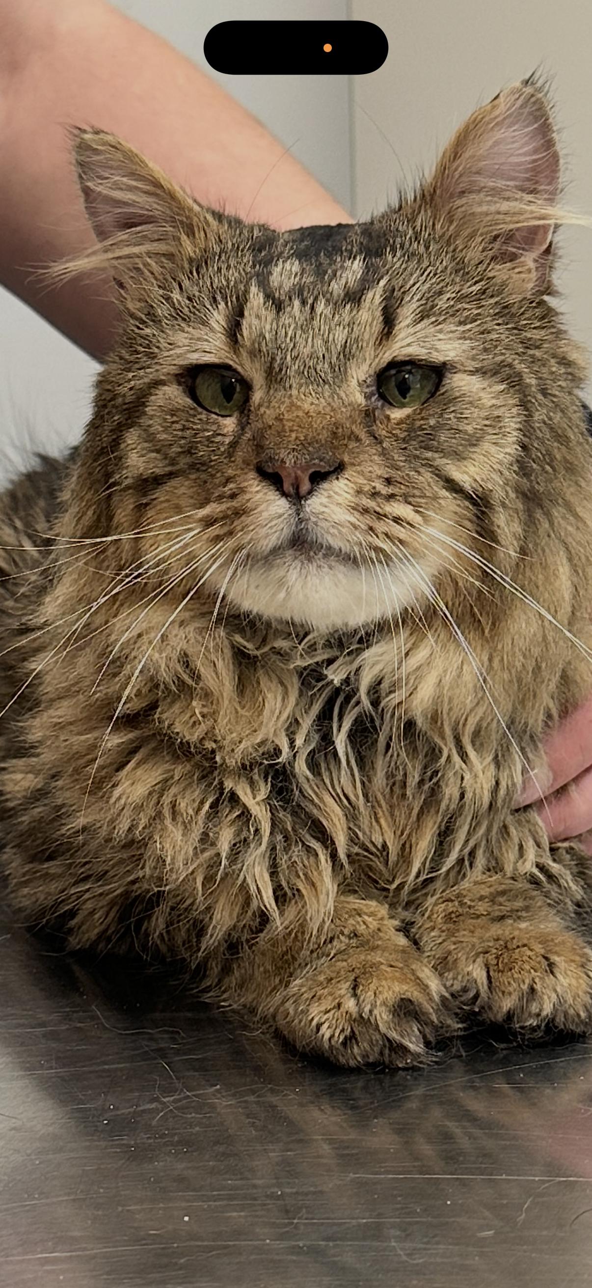 Enlarge  Enzo the most fluffy friend  to LOVE you, a Adoptable Domestic Medium Hair in New York, NY image 6/6