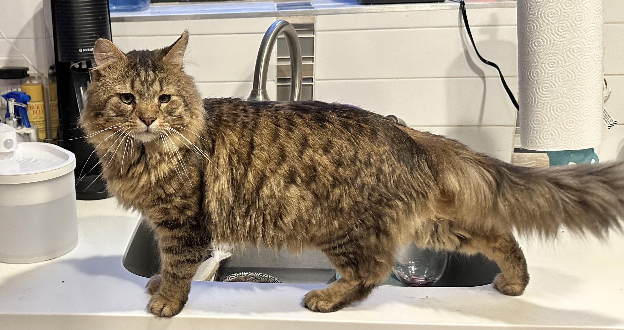 Enlarge  Enzo the most fluffy friend  to LOVE you, a Adoptable Domestic Medium Hair in New York, NY image 2/6