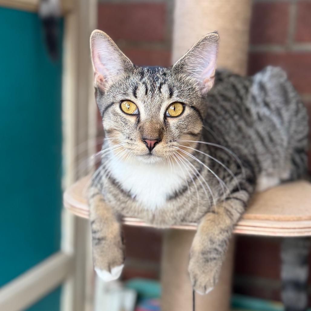 Sir Beans, Adoptable, Young Male Domestic Short Hair.