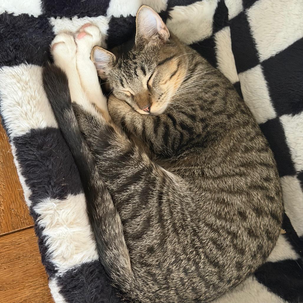 Enlarge Sir Beans, a Adoptable Domestic Short Hair in Middle Village, NY image 2/6