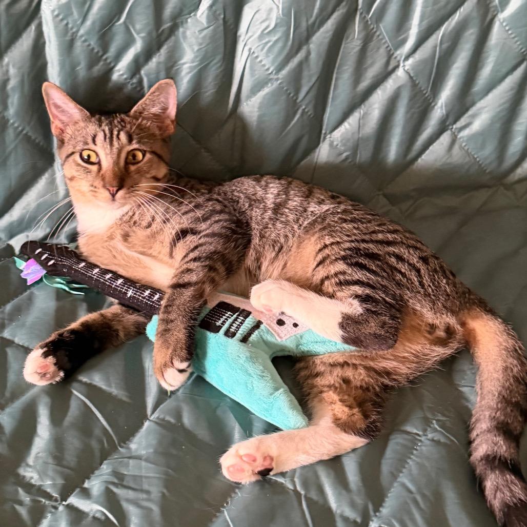 Enlarge Sir Beans, a Adoptable Domestic Short Hair in Middle Village, NY image 3/6