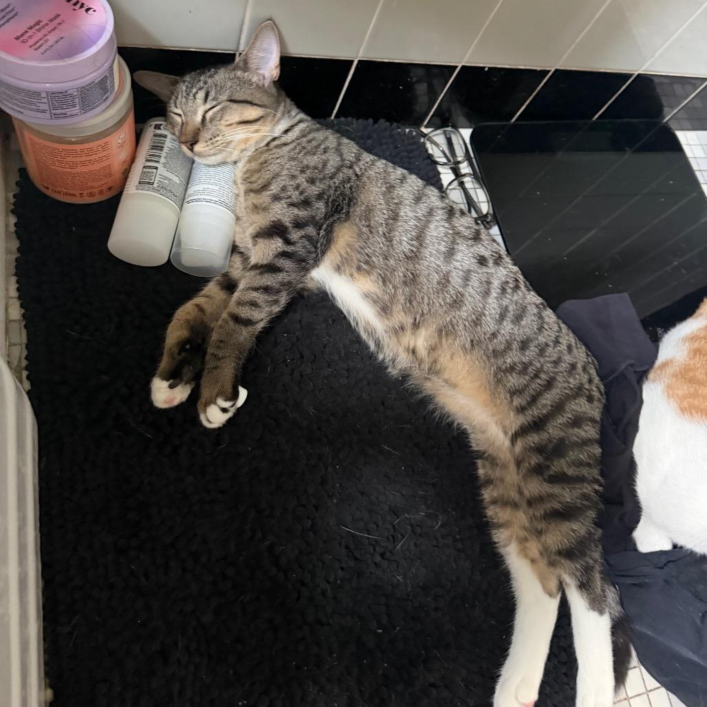 Enlarge Sir Beans, a Adoptable Domestic Short Hair in Middle Village, NY image 4/6