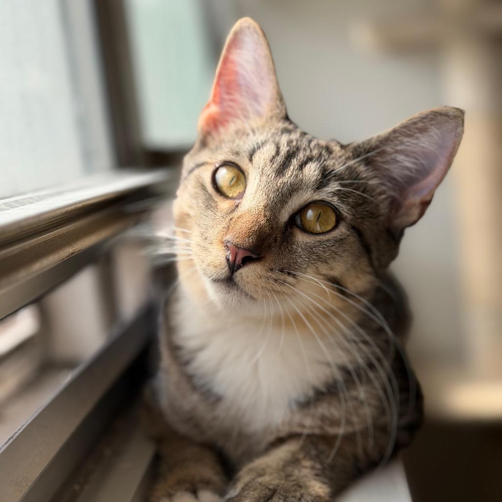 Enlarge Sir Beans, a Adoptable Domestic Short Hair in Middle Village, NY image 5/6
