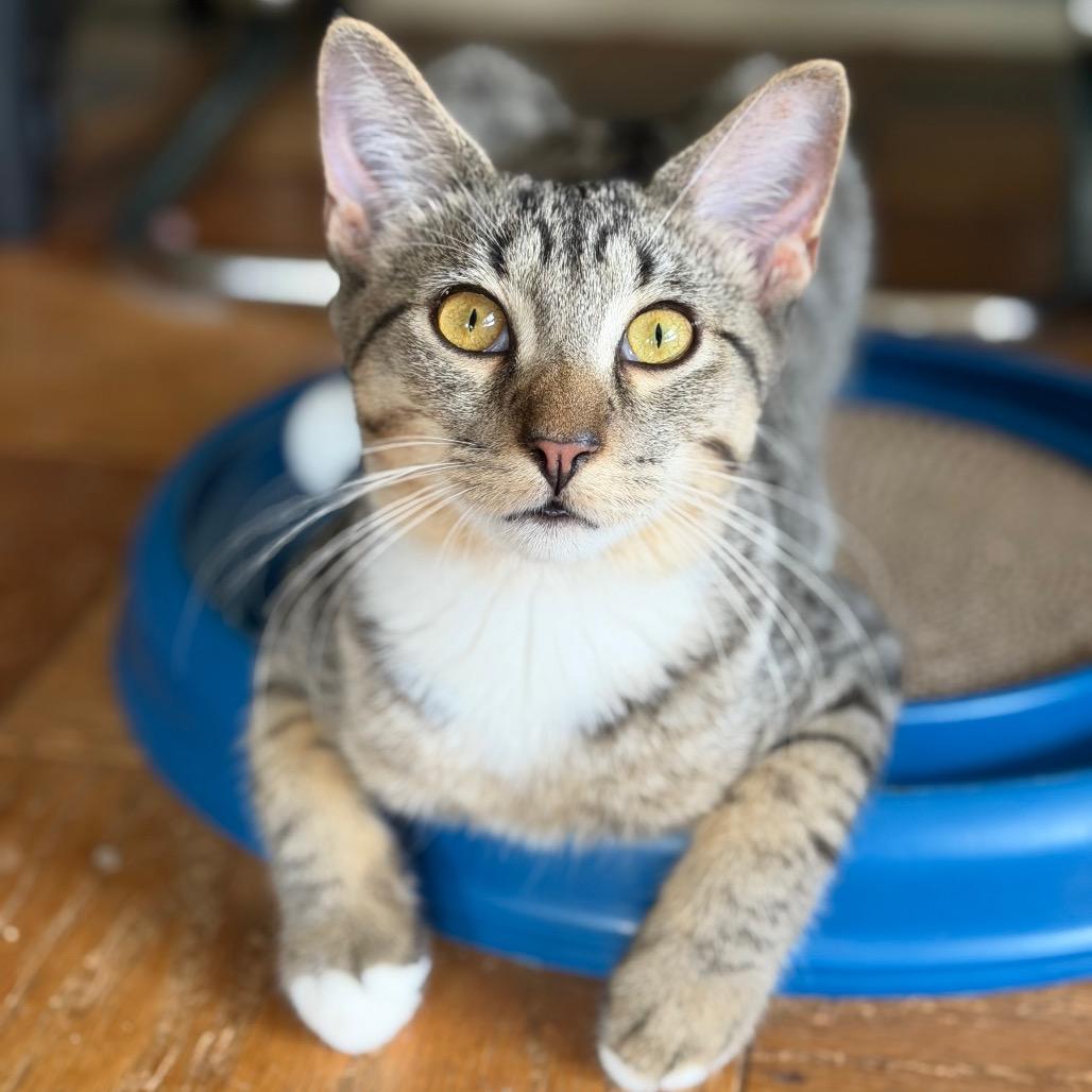 Enlarge Sir Beans, a Adoptable Domestic Short Hair in Middle Village, NY image 6/6