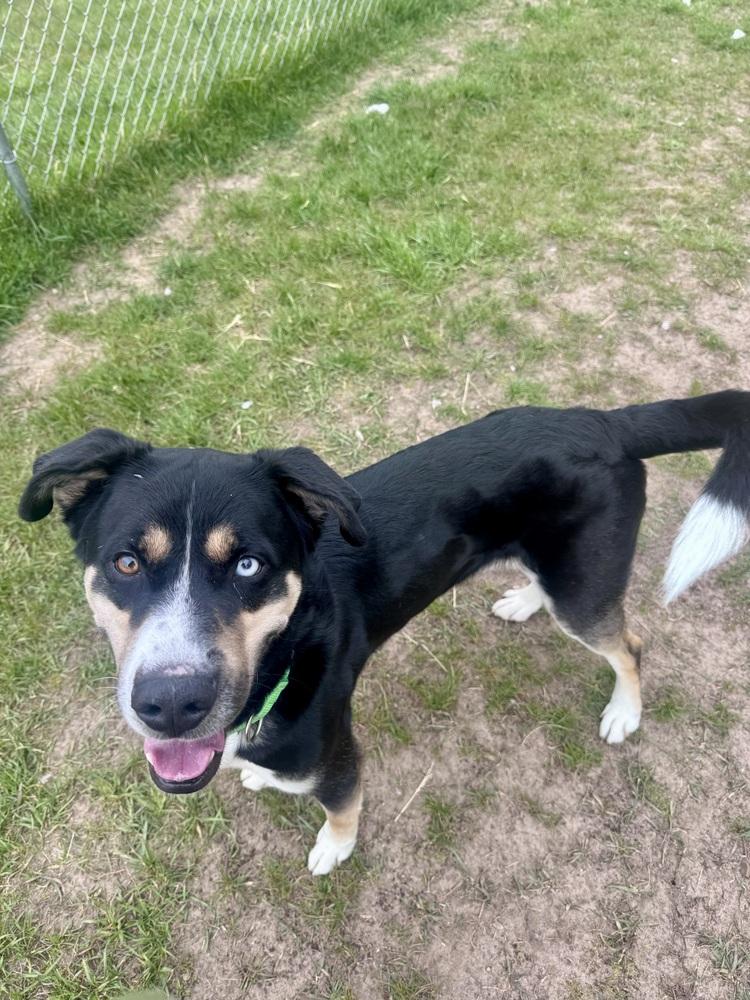 Trip, Adoptable, Adult Male Husky.