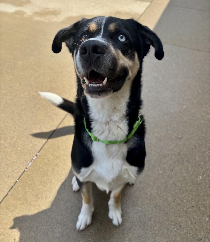 Trip, a Adoptable mixed breed in Kalamazoo, MI image 2/4