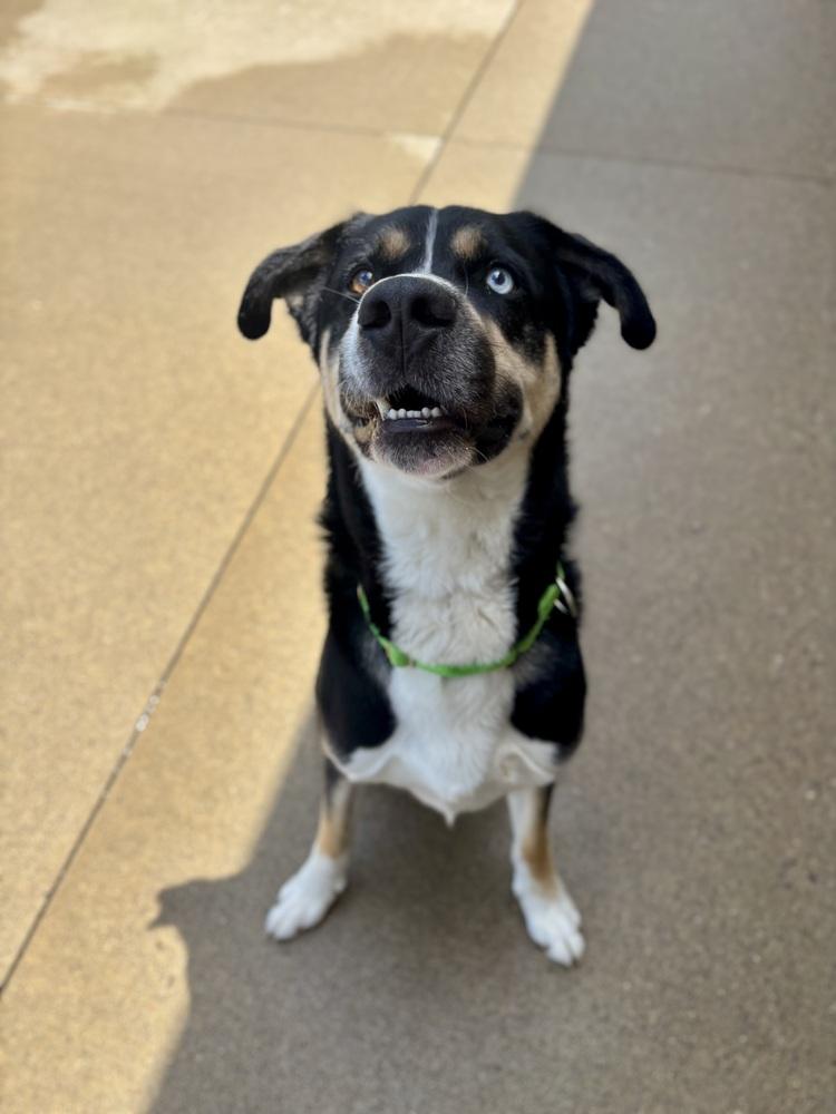 Trip, a Adoptable mixed breed in Kalamazoo, MI image 3/4