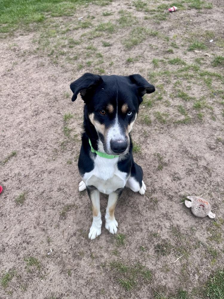 Trip, a Adoptable mixed breed in Kalamazoo, MI image 4/4