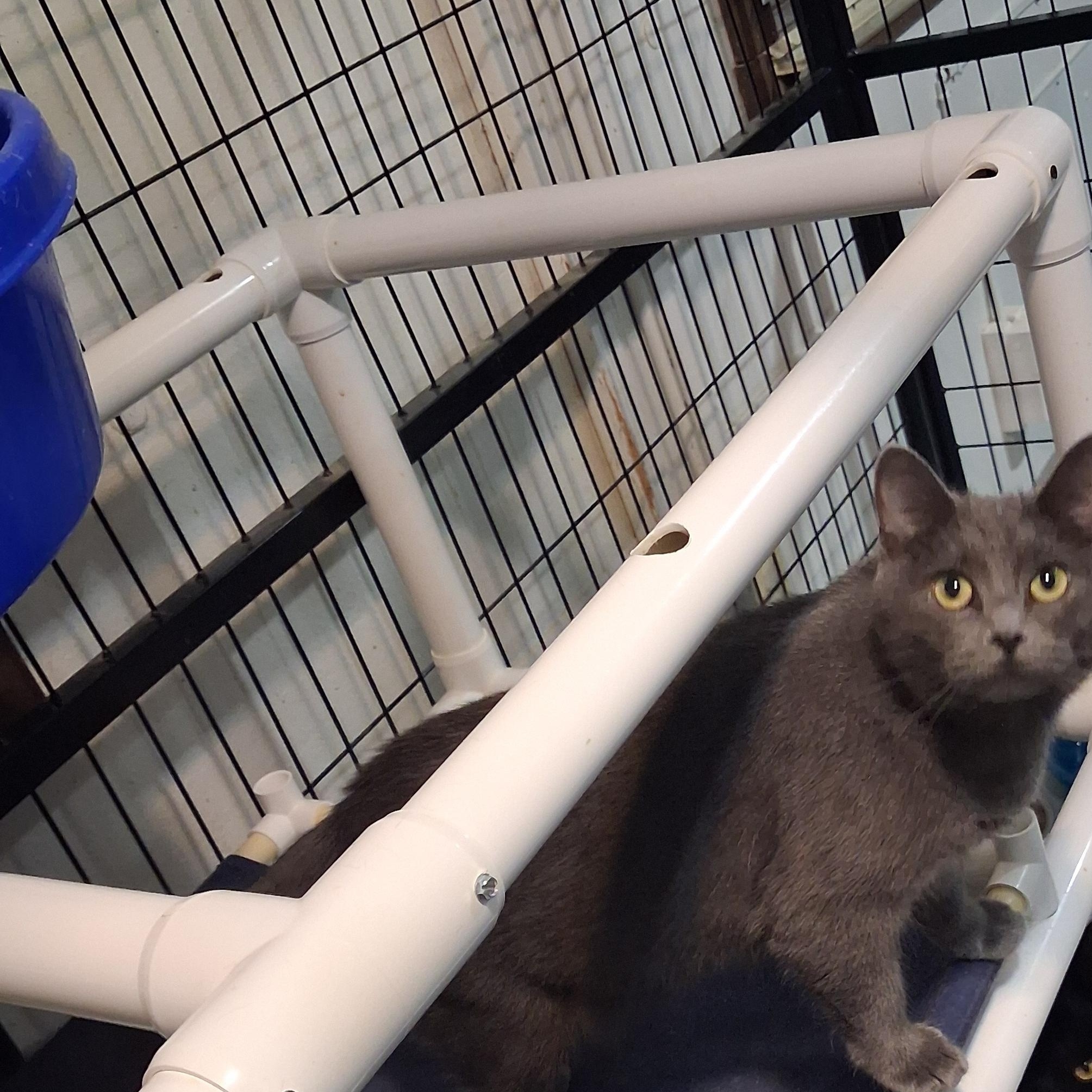 Enlarge Melody, a Adoptable American Shorthair in Iowa Falls, IA image 3/3