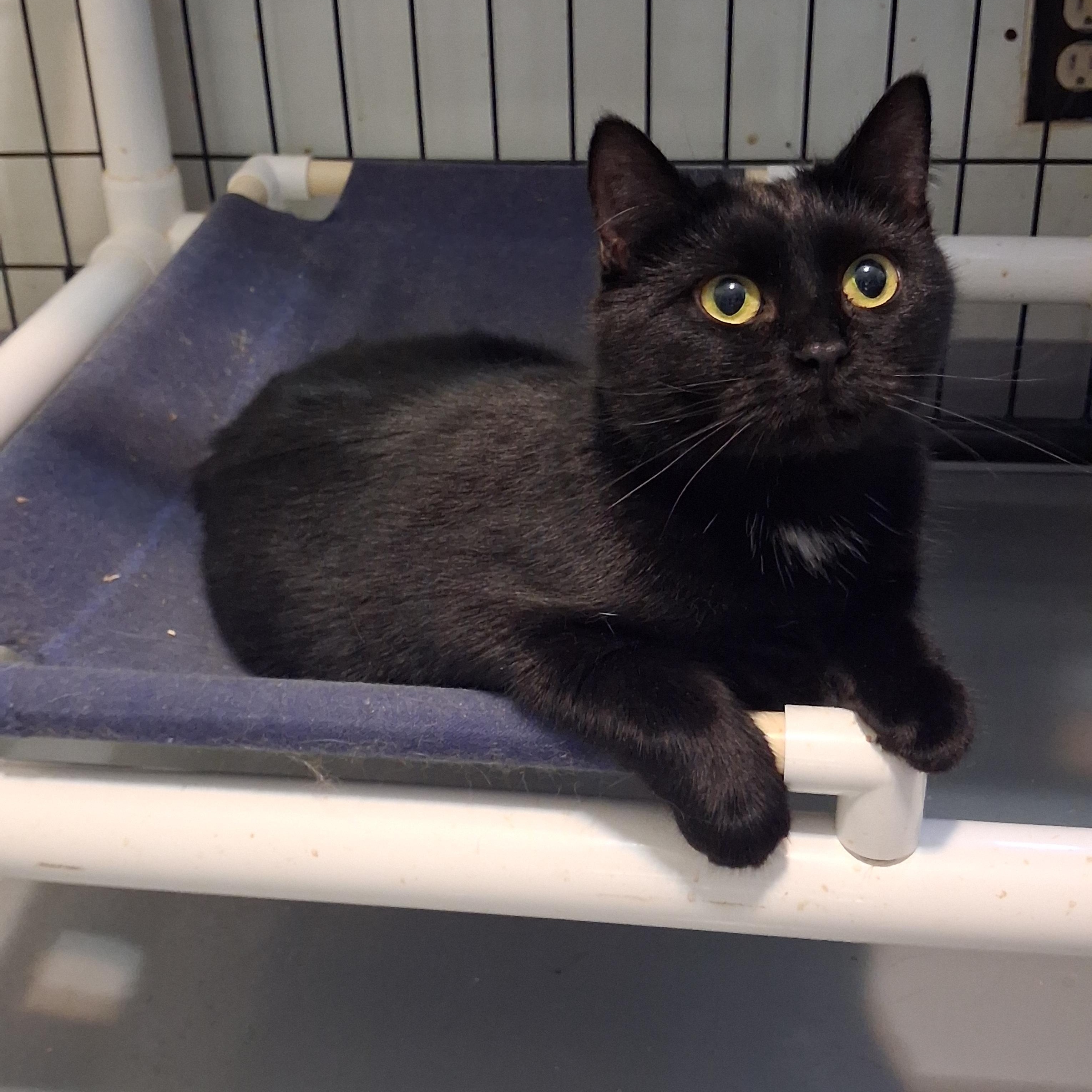 Melody, Adoptable, Kitten Female American Shorthair.