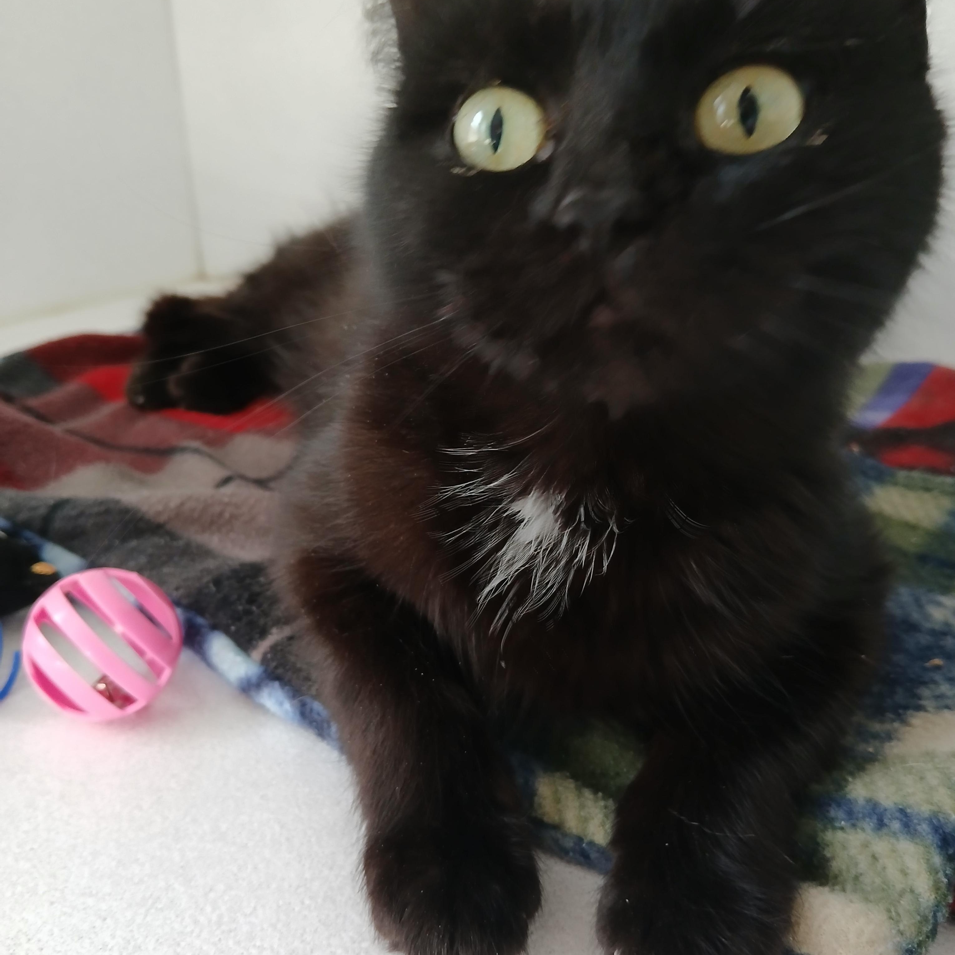 Melody, ADOPTABLE, Kitten Female American Shorthair.