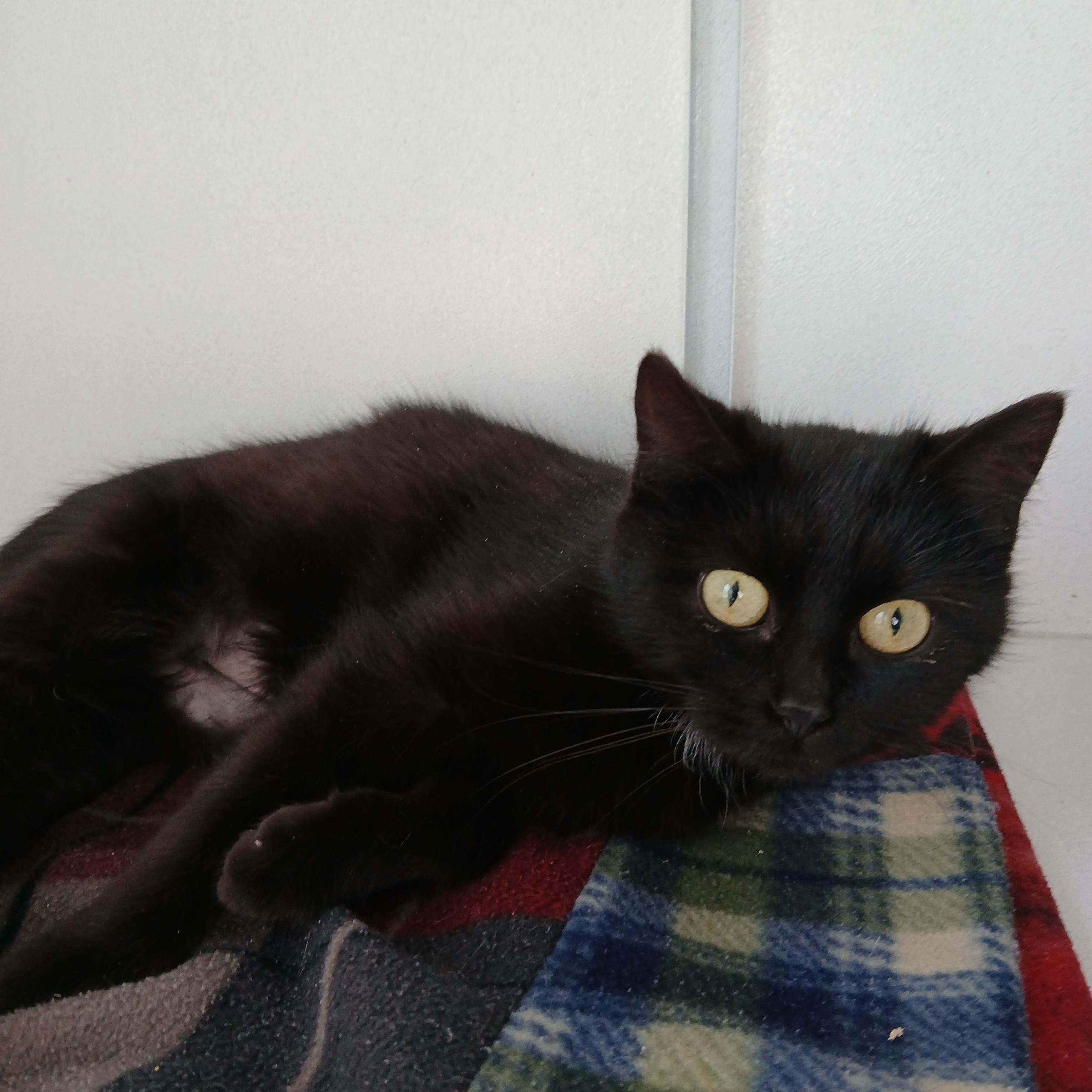 Enlarge Melody, a ADOPTABLE American Shorthair in Iowa Falls, IA image 2/2