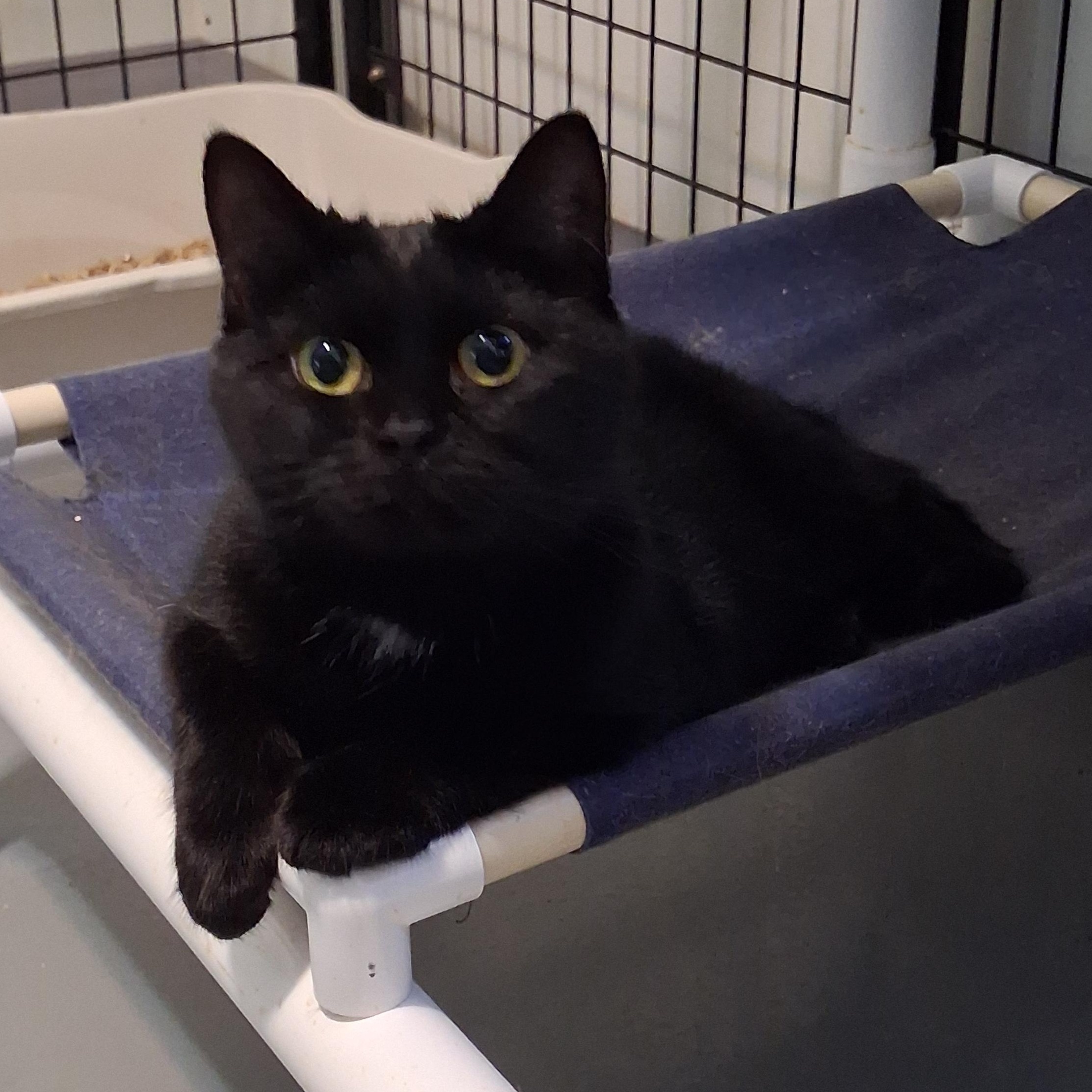 Enlarge Melody, a Adoptable American Shorthair in Iowa Falls, IA image 2/3