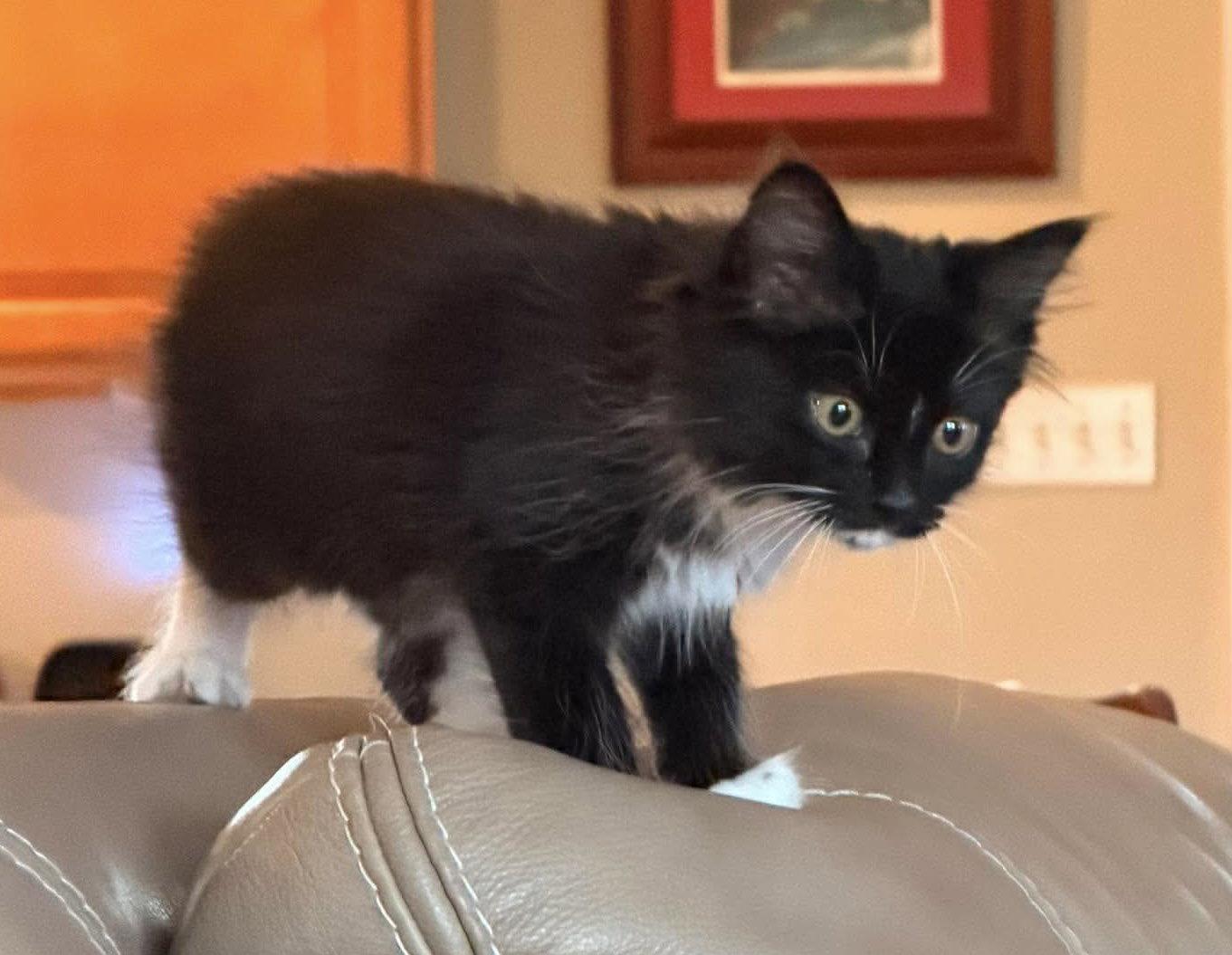 Oak, Adoptable, Kitten Male Domestic Long Hair.