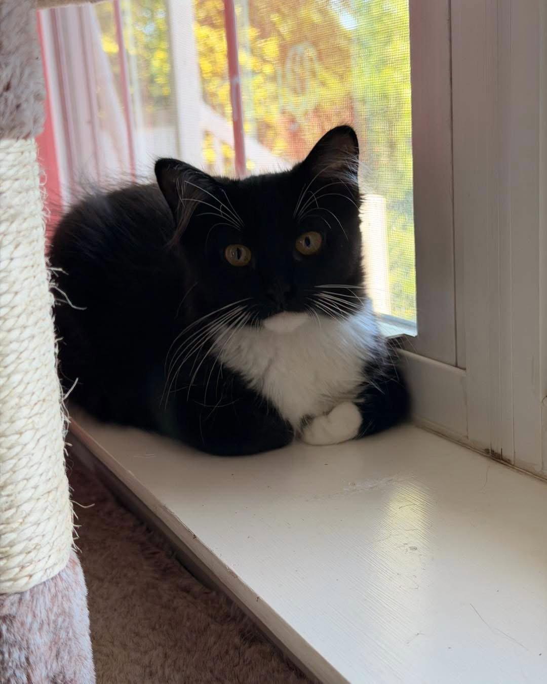 Oak, Adoptable, Kitten Male Domestic Long Hair.