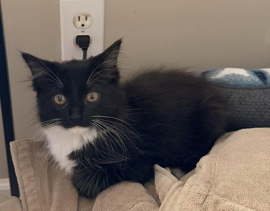 Oak, a Adoptable Domestic Long Hair in Oakboro , NC image 2/3