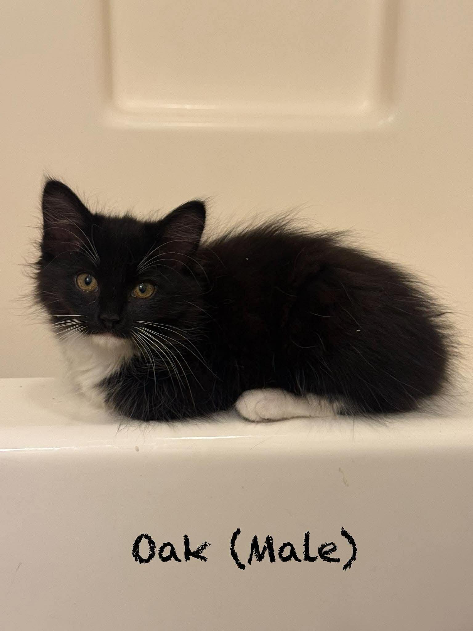 Oak, a Adoptable Domestic Long Hair in Oakboro , NC image 3/3