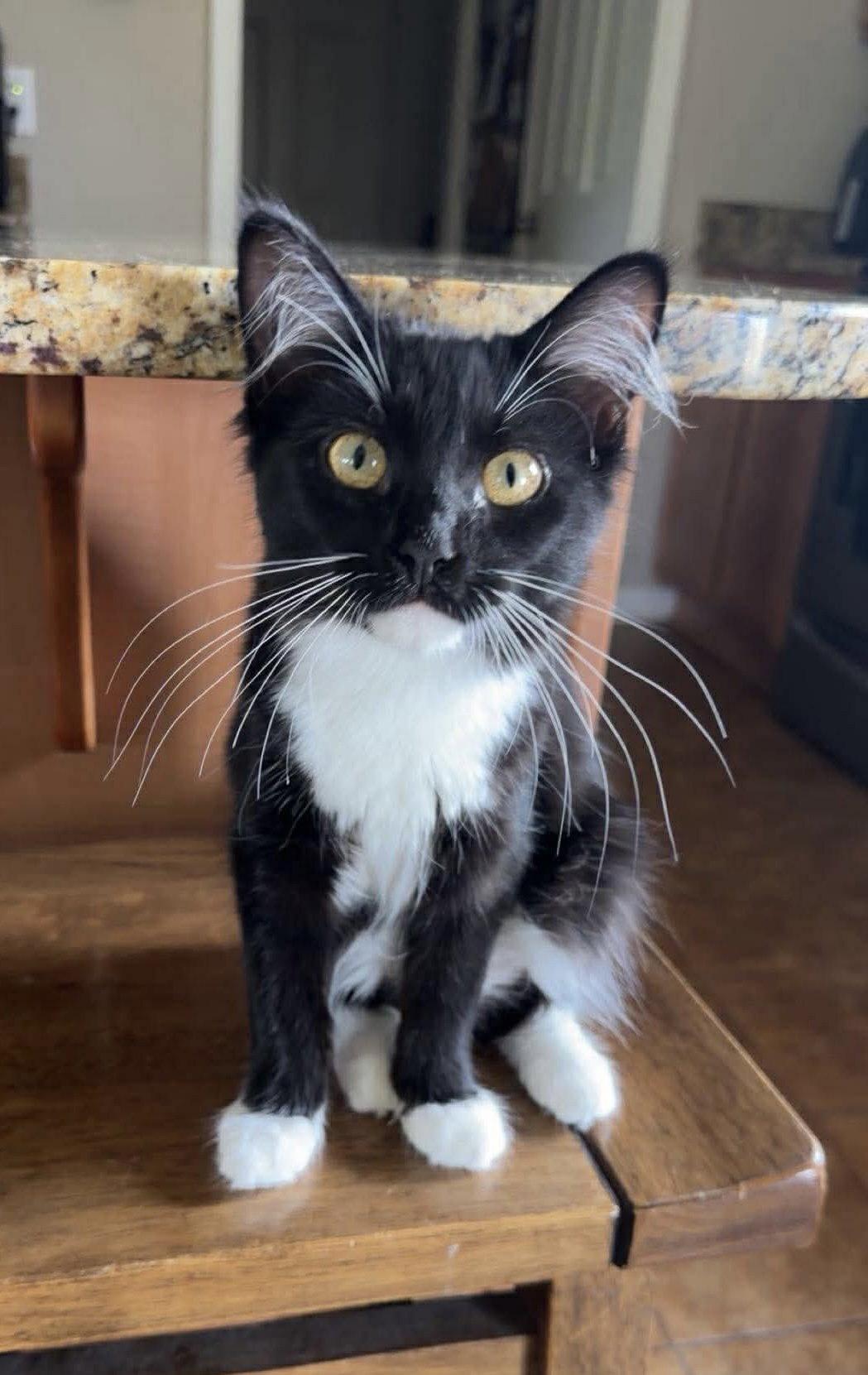 Oak, a Adoptable Domestic Long Hair in Oakboro , NC image 2/3