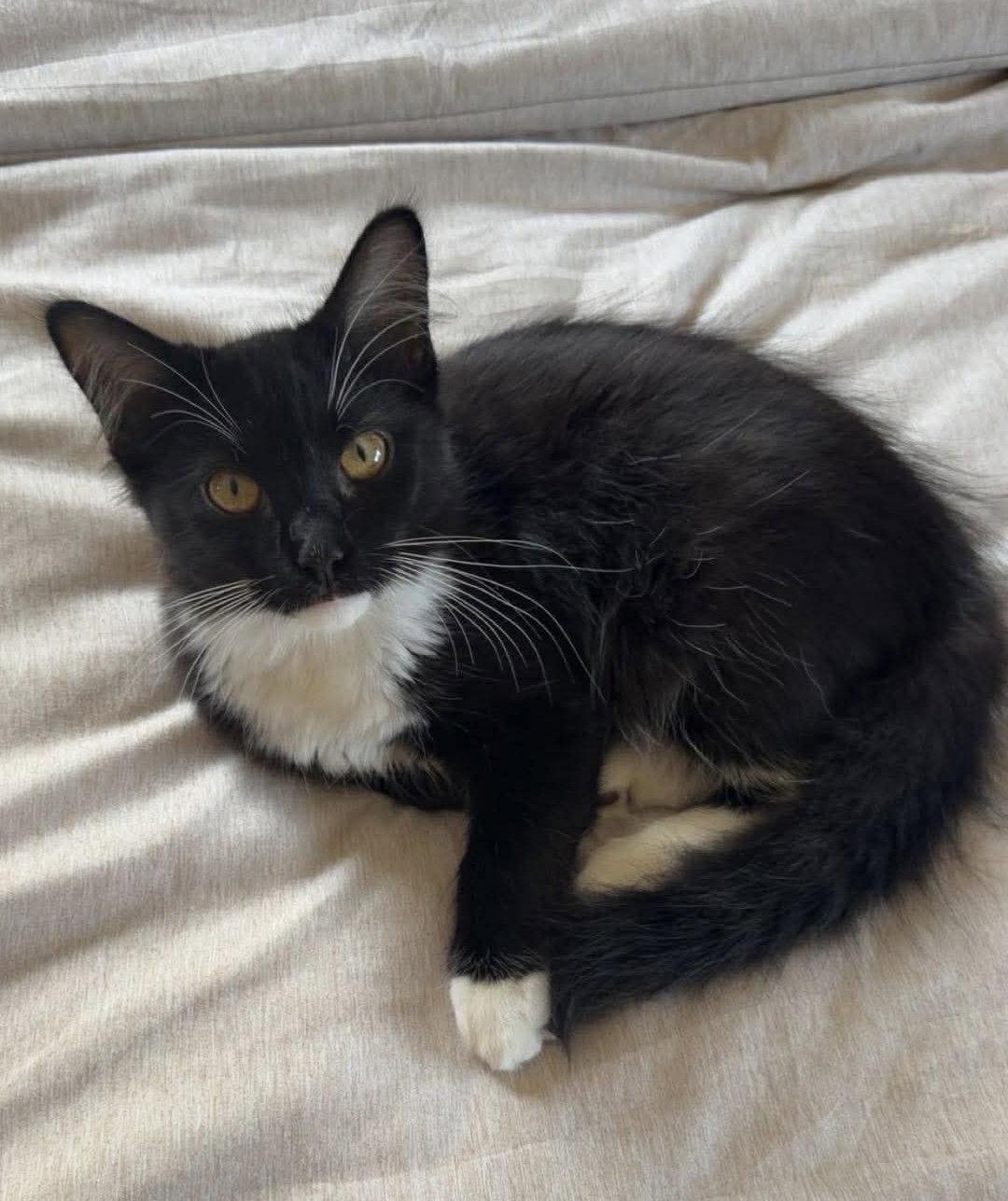 Oak, a Adoptable Domestic Long Hair in Oakboro , NC image 3/3