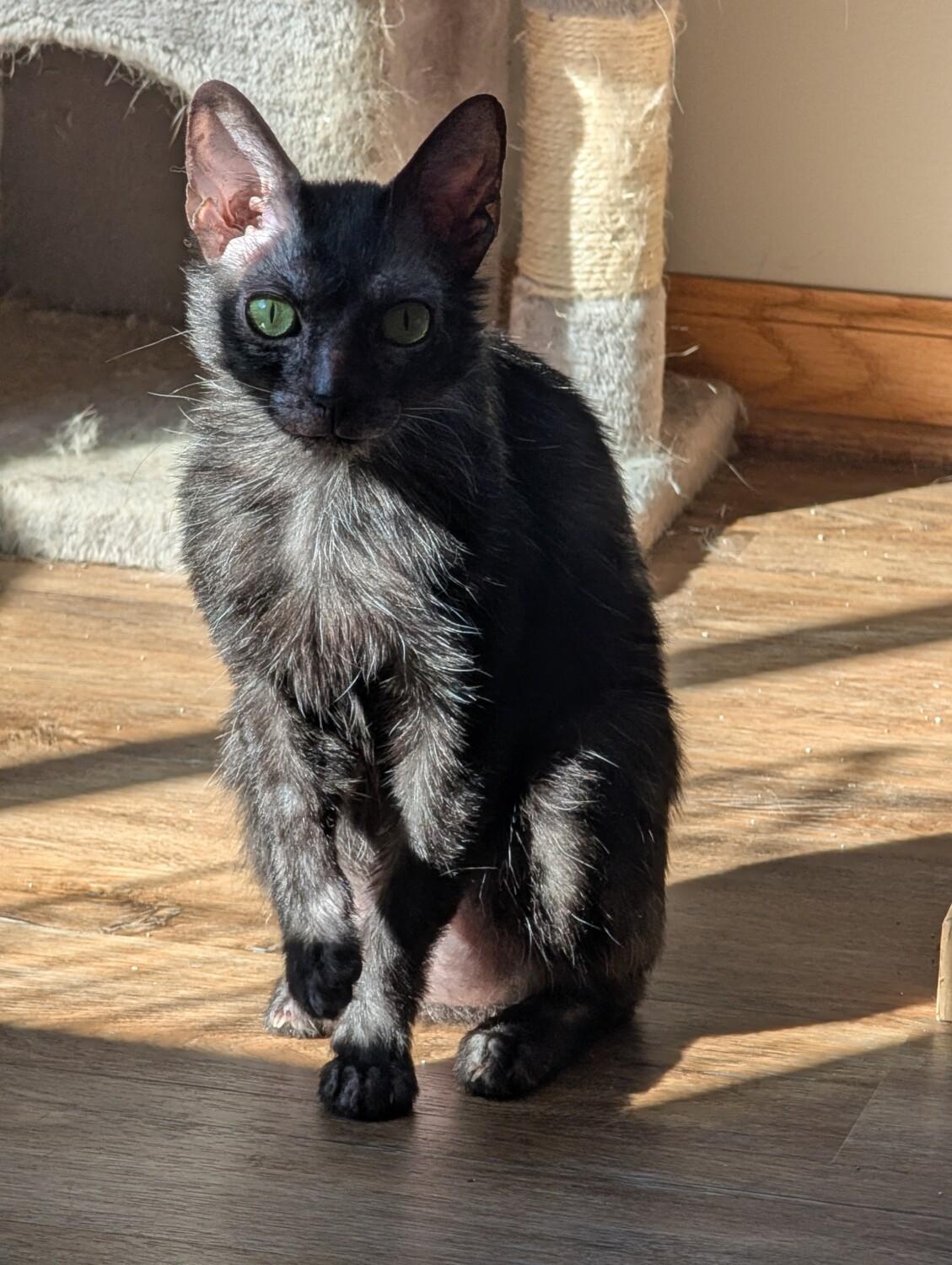 Enlarge PRINCESS VIVI, a ADOPTABLE Lykoi in Otsego, MN image 3/3