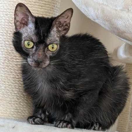 PRINCESS VIVI, ADOPTABLE, Adult Female Lykoi.