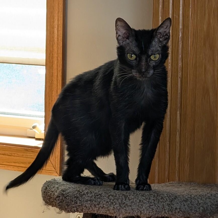Enlarge PRINCESS VIVI, a ADOPTABLE Lykoi in Otsego, MN image 2/3